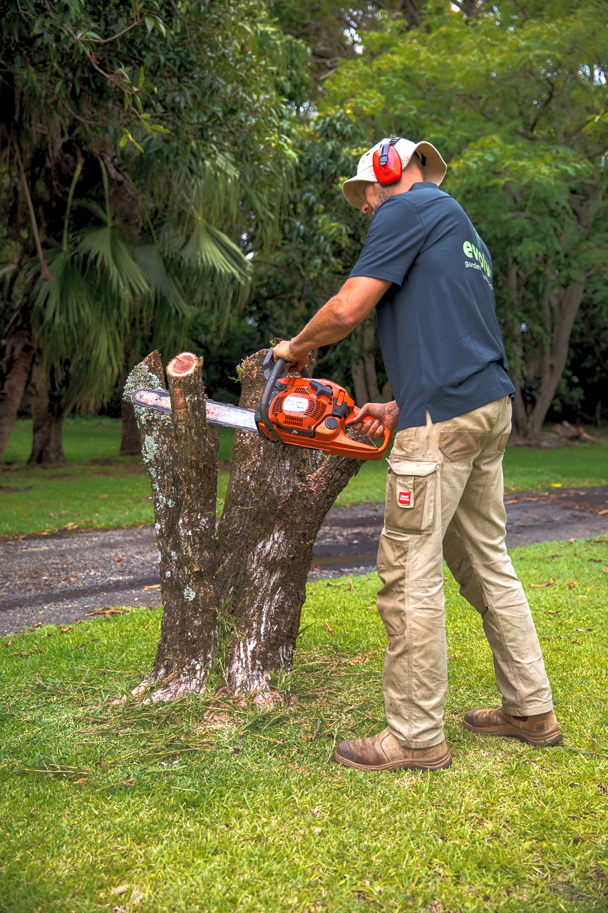 Tree trimming