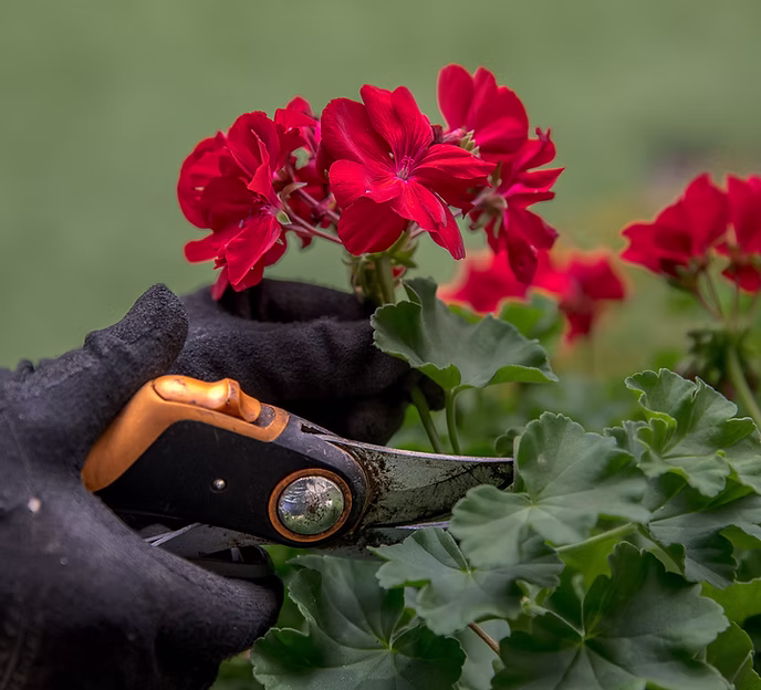 Pruning
