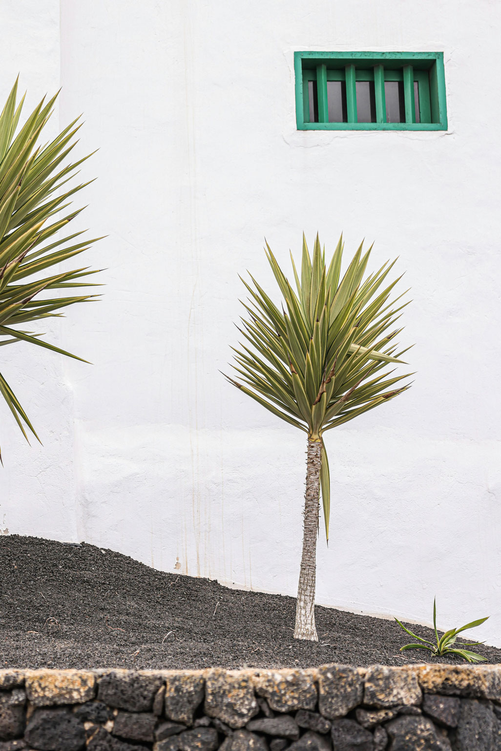 plants