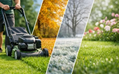 How Often to Mow Lawn NSW Through the Seasons